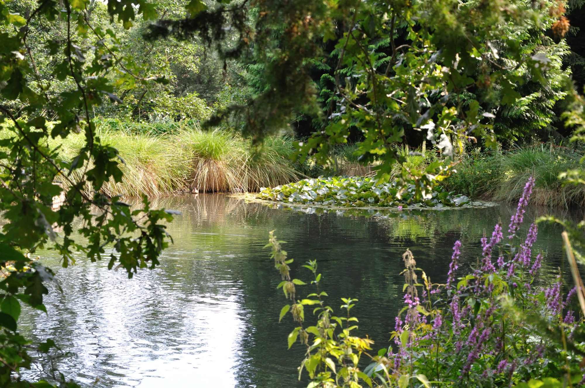 Gartenteich